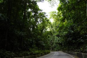 Things to do in Jamaica Ocho Rios Fern Gully